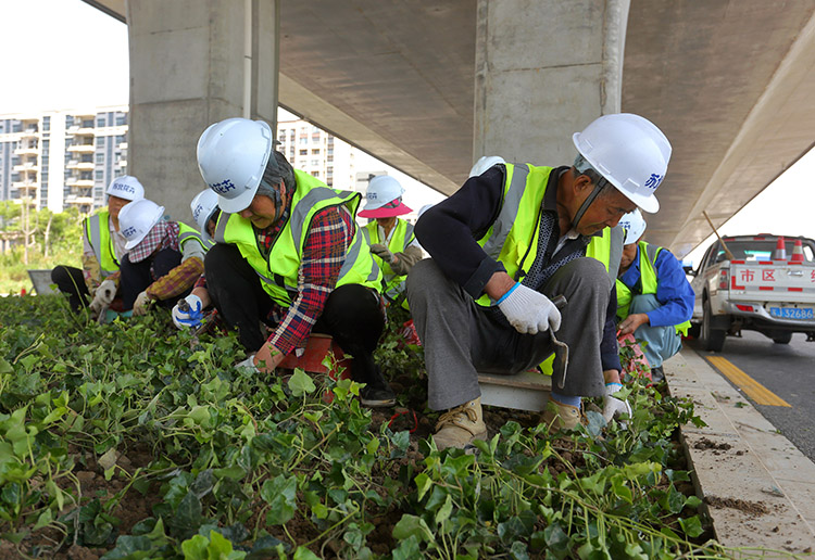 8、東環(huán)路高架下常春藤種植中.JPG